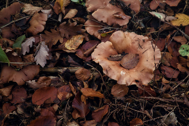 Brązowe liście na brązowym grzybie rosnące w liściach na podłodze lasu palatyńskiego w Niemczech.  - Zdjęcie, obraz