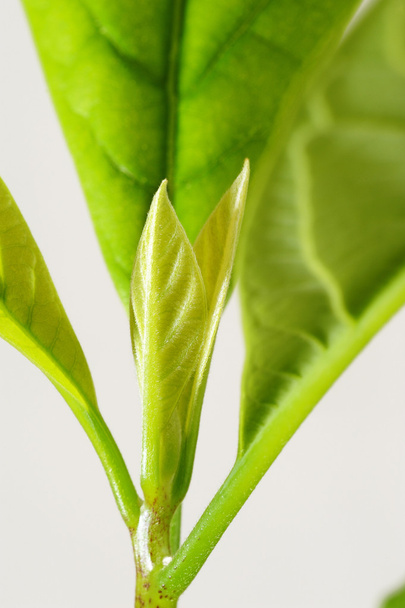 若いアボカドの植物の成長 - 写真・画像