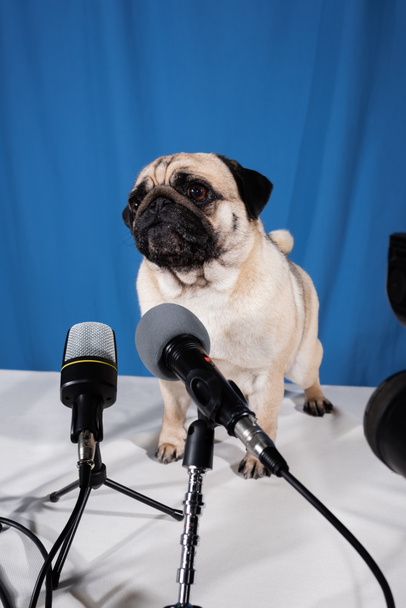 hauska mopsi koira pöydällä lähellä erilaisia mikrofoneja sinisellä taustalla - Valokuva, kuva