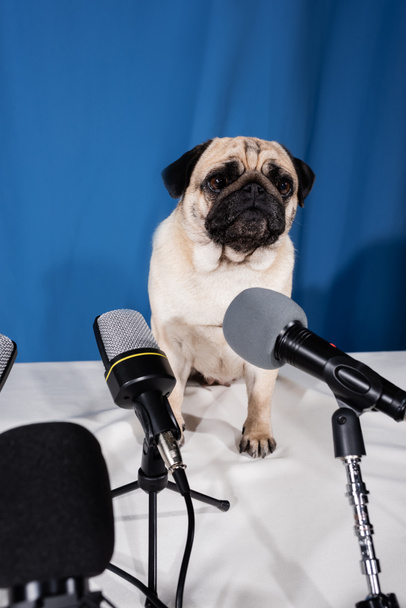 mops pies patrząc daleko w pobliżu różnych mikrofonów na niebieskim tle - Zdjęcie, obraz