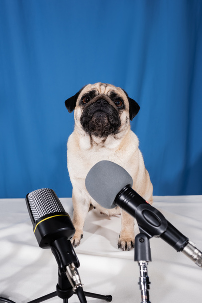 μικρόφωνα κοντά pug σκυλί κάθεται στο γραφείο σε μπλε φόντο - Φωτογραφία, εικόνα