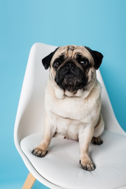 fawn color pug looking at camera while sitting on chair on blue background - Photo, Image
