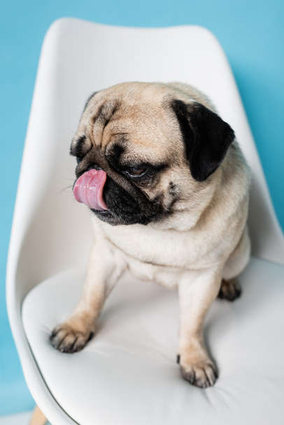 close up view of pug dog licking nose while sitting on chair on blue background - Valokuva, kuva