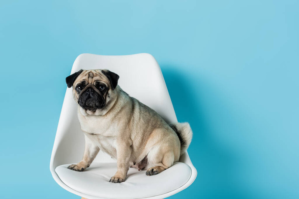 grappig, fawn kleur pug zitten op witte stoel op blauwe achtergrond - Foto, afbeelding