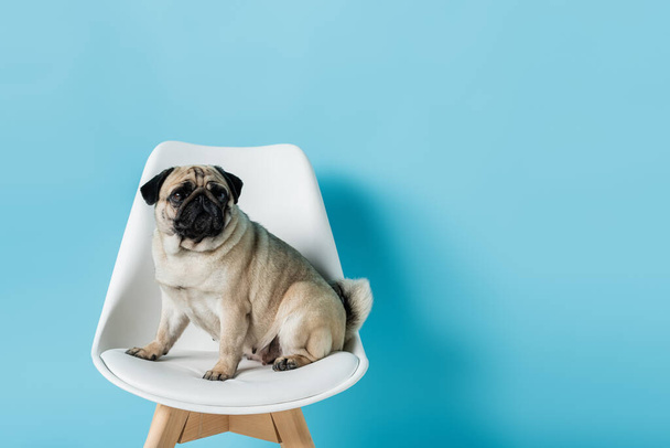 white chair with pug dog sitting and looking away on blue background - Foto, immagini