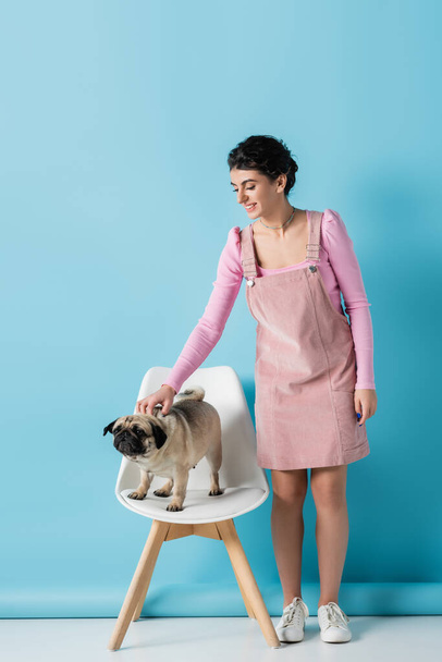 young and smiling woman stroking pug dog standing on white chair on blue background - Foto, afbeelding