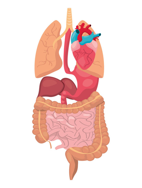 ontwerp van menselijke organen - Vector, afbeelding