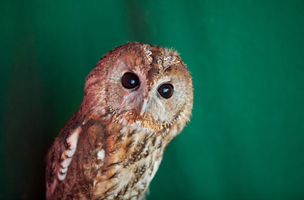Tawny owl, Strix aluco  - Photo, Image