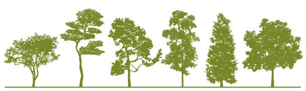Silhouette dettagliate degli alberi. Set di alberi di foresta verde in sagome isolate su sfondo bianco. JPG illustrazione - Foto, immagini