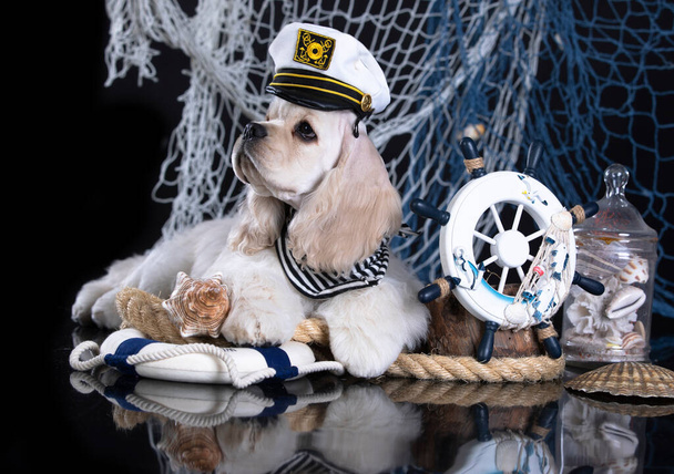 American cocker spaniel with marine decorations, captain and steering wheel - 写真・画像