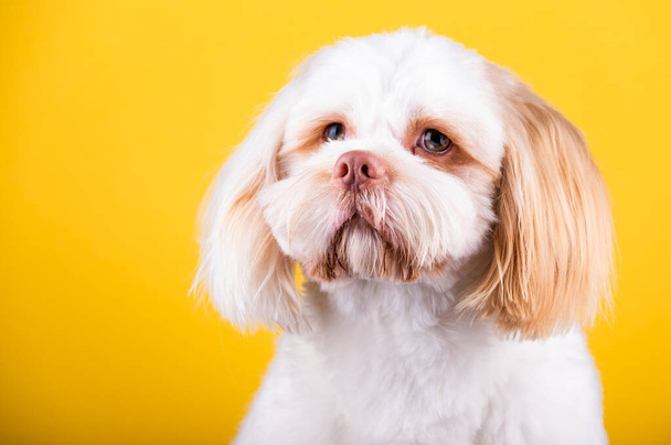 Shi Tzu dog portrait in the photo studio. Cute small dog puppy isolated on the backdrop. - Foto, Imagem