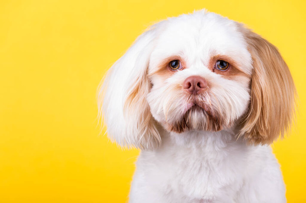 Portret psa Shi Tzu w studiu fotograficznym. Cute mały piesek szczeniak izolowany na tle. - Zdjęcie, obraz
