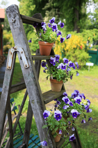 Pansies in flower pots decorated on an old wooden ladder in the garden - Photo, Image