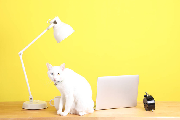 Die junge weiße Katze liegt auf dem Arbeitstisch neben dem Laptop auf dem farbigen Hintergrund. - Foto, Bild