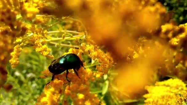 Ο Σκαραβαίος Χρυσός Χάλκινος τρώει το νέκταρ του Χρυσόβεργου που λικνίζεται στον άνεμο. Αιώνιο βότανο των Αστεροειδών. Πράσινο σκαθάρι κάθεται σε κίτρινα αγριολούλουδα Solidago. Ανθισμένα καλοκαιρινά φυτά. Φυσικό περιβάλλον. - Πλάνα, βίντεο
