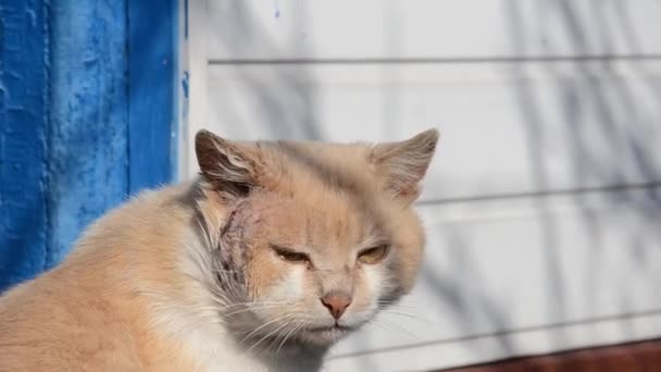 Gato mutilado mutilado yace en la calle soleada. Gato hambriento de color rojo-blanco con una terrible herida supurante en su cara después de la pelea. Concepto de animales abandonados. - Metraje, vídeo