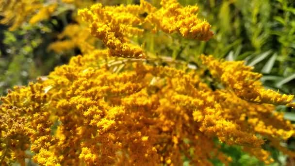 Branches of Goldenrod sway in the wind. Perennial herb of the Asteraceae. Beautiful yellow wildflowers Solidago. Blooming summer plants. Seasonality concept of nature. Natural background. - Footage, Video