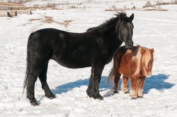 Un caballo de pelaje negro y un pony shetland, juntos en el lado en un prado cubierto de nieve en invierno - Foto, Imagen