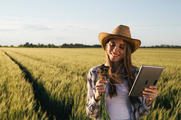 woman examining wheat plant outdoors in field - Zdjęcie, obraz