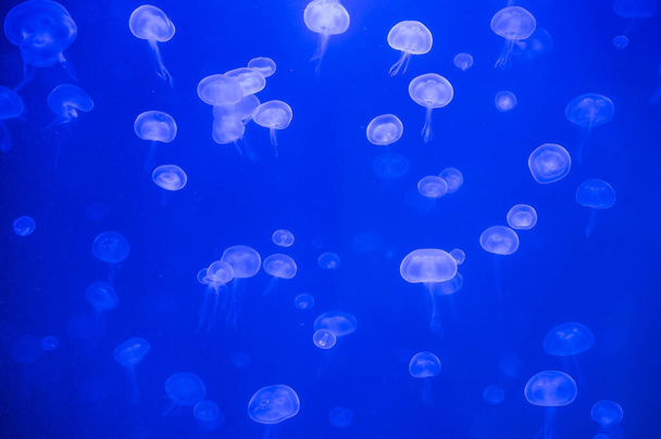 Many of Moon Jellyfishes in blue water - Valokuva, kuva
