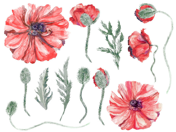 collection of illustrations watercolor red poppies with drop buds - Zdjęcie, obraz