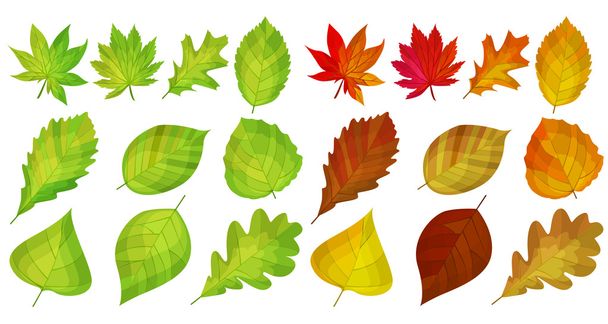 Set with different autumn leaves - Vector, Image