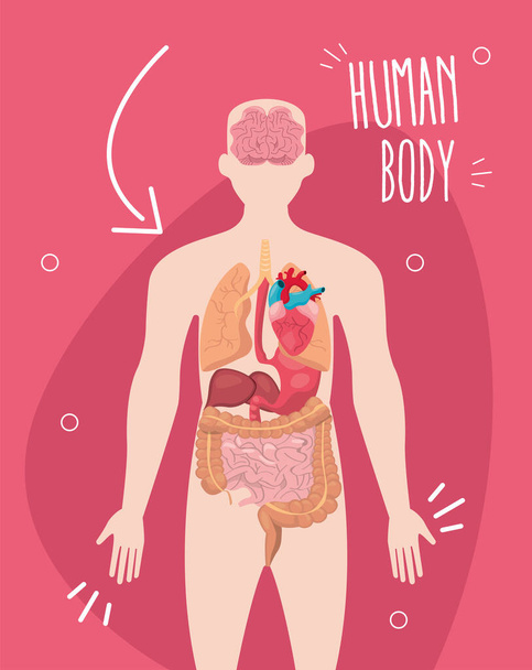 Desenho do corpo humano - Vetor, Imagem