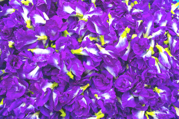 lila Blüten, Erbsenblumen. - Foto, Bild