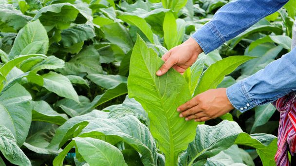 Власник тютюну оглядає вирощування листя тютюну, використовуючи руки на тютюновому заводі вдень. М'який і вибірковий фокус
. - Фото, зображення