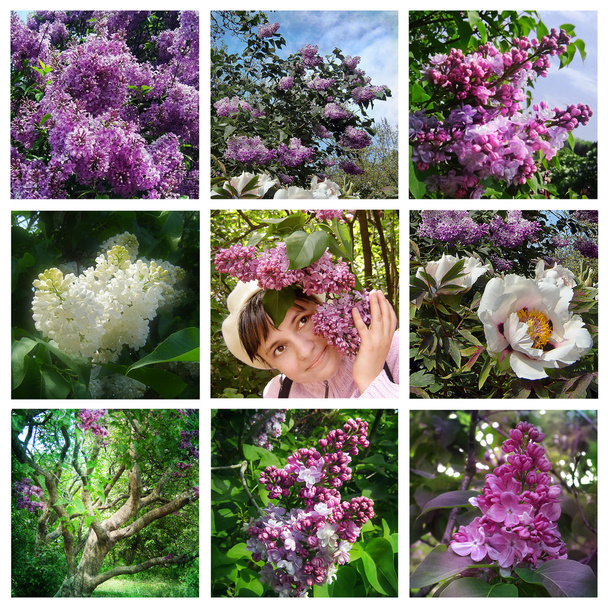 Collage con flores lila y blanca
 - Foto, Imagen