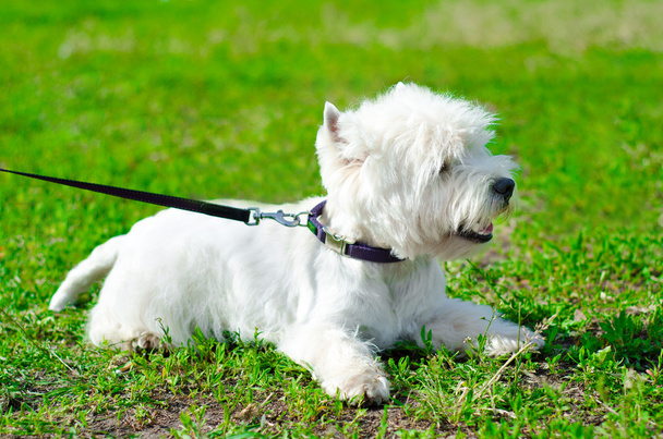 West Highland terrier
 - Foto, imagen