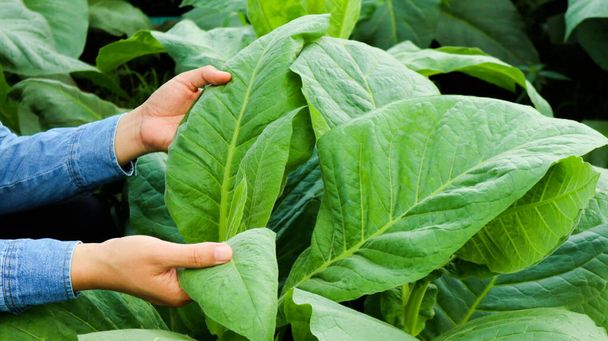 Il proprietario del tabacco sta ispezionando la coltivazione delle foglie di tabacco usando le mani nella sua pianta di tabacco nel pomeriggio. Focus morbido e selettivo. - Foto, immagini