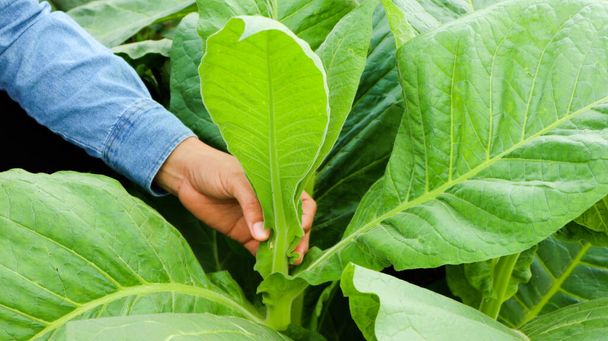 Tobacco owner is inspecting growing of tobacco leaves by using hands in his tobacco plant in the afternoon. Soft and selective focus. - Photo, Image