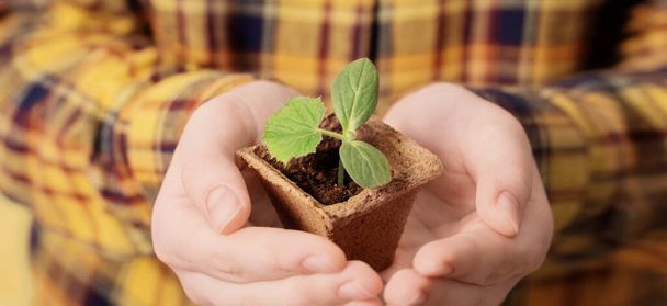 child hand with cucumber seedlings - Foto, afbeelding