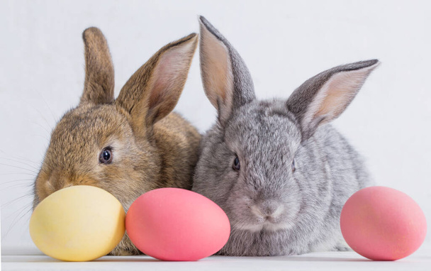 bunnyes with easter eggs on white background - Fotoğraf, Görsel