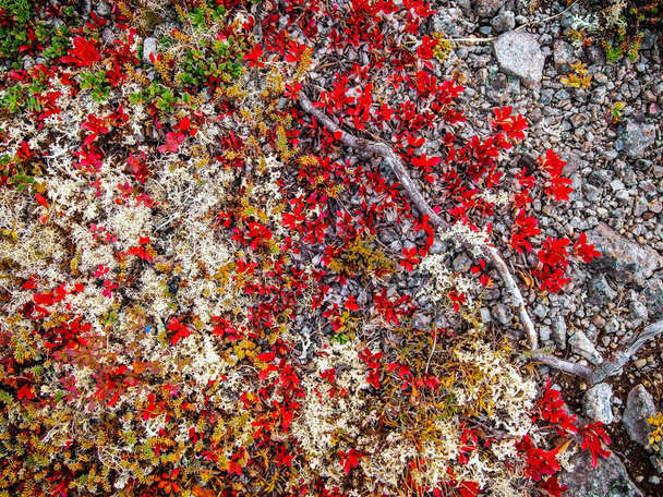 In autumn, a beautiful tundra carpet of various mosses in bright colors. Red, green and yellow plants on the rocks. - Foto, Imagen