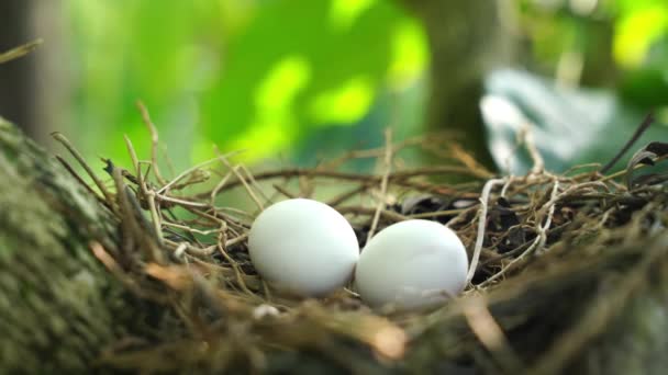 Jaja gołębia plamistego w gnieździe na gałęziach roślin kawowych, powszechnie spotykane na subkontynencie indyjskim, wideo 4k - Materiał filmowy, wideo