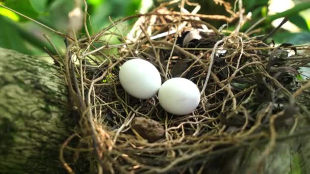 Huevos de paloma manchada en el nido en las ramas de la planta de café, comúnmente visto en el subcontinente indio, video 4k - Imágenes, Vídeo