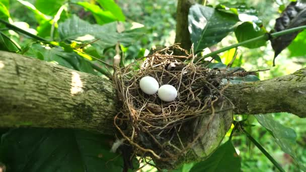 Huevos de paloma manchada en el nido en las ramas de la planta de café, comúnmente visto en el subcontinente indio, video 4k - Metraje, vídeo