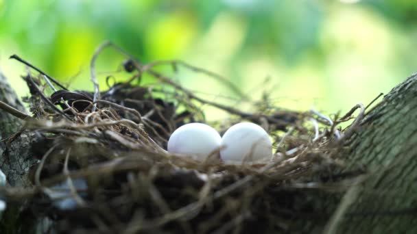 Яйца пятнистого голубя в гнезде на ветвях кофейного растения, обычно наблюдаемые на Индийском субконтиненте, 4k видео - Кадры, видео
