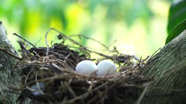 Eier einer gefleckten Taube im Nest auf den Zweigen einer Kaffeepflanze, häufig auf dem indischen Subkontinent zu sehen, 4k Video - Filmmaterial, Video