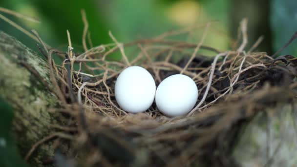 Eier einer gefleckten Taube im Nest auf den Zweigen einer Kaffeepflanze, häufig auf dem indischen Subkontinent zu sehen, 4k Video - Filmmaterial, Video