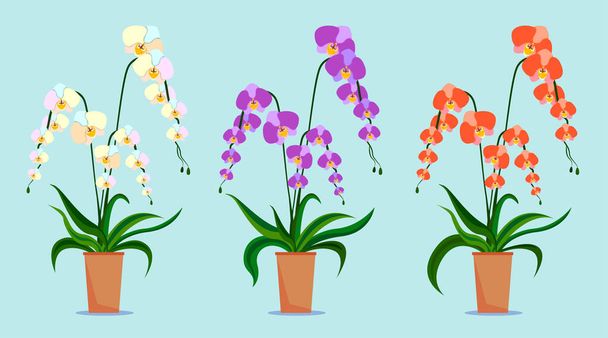 Orquídea. Flores de diferentes colores - Vector, imagen