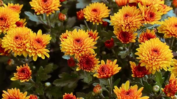 bloeiende oranje chrysanten close-up in beweging - Video