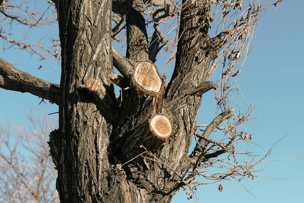 обрізані дерева біля узбіччя, форми обрізки дерев
, - Фото, зображення