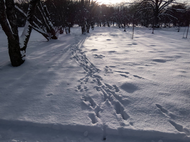 Close-up of footprints of a group of roe deers (Capreolus capreolus) in deep snow in winter with bright sun in background. Calm, white winter scenery - Photo, image