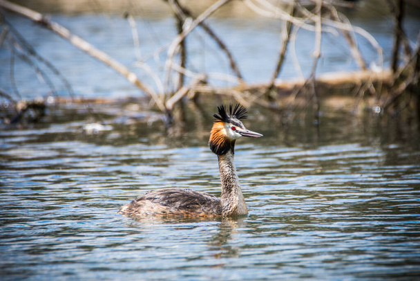 Great crested grebe swim on the lake's surface. Close-up photo of real wildlife. Great Crested Grebe, Podiceps cristatus in Czechia - Photo, Image