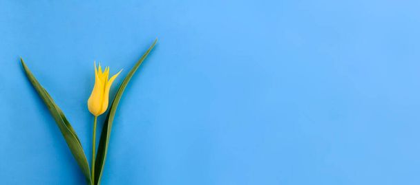 Один жовтий тюльпан на синьому тлі з копіювальним простором. Концепція жіночого дня, День матері. Весняний фон, листівка.. - Фото, зображення