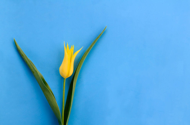 Uma tulipa amarela no fundo azul com espaço de cópia. Conceito do Dia da Mulher, Dia da Mãe. Fundo de flor de primavera, cartão postal. - Foto, Imagem