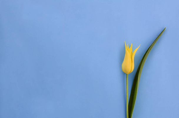 One yellow tulip on blue background with copy space. Concept of Women's Day, Mother's Day. Spring flower background, postcard. - Foto, afbeelding